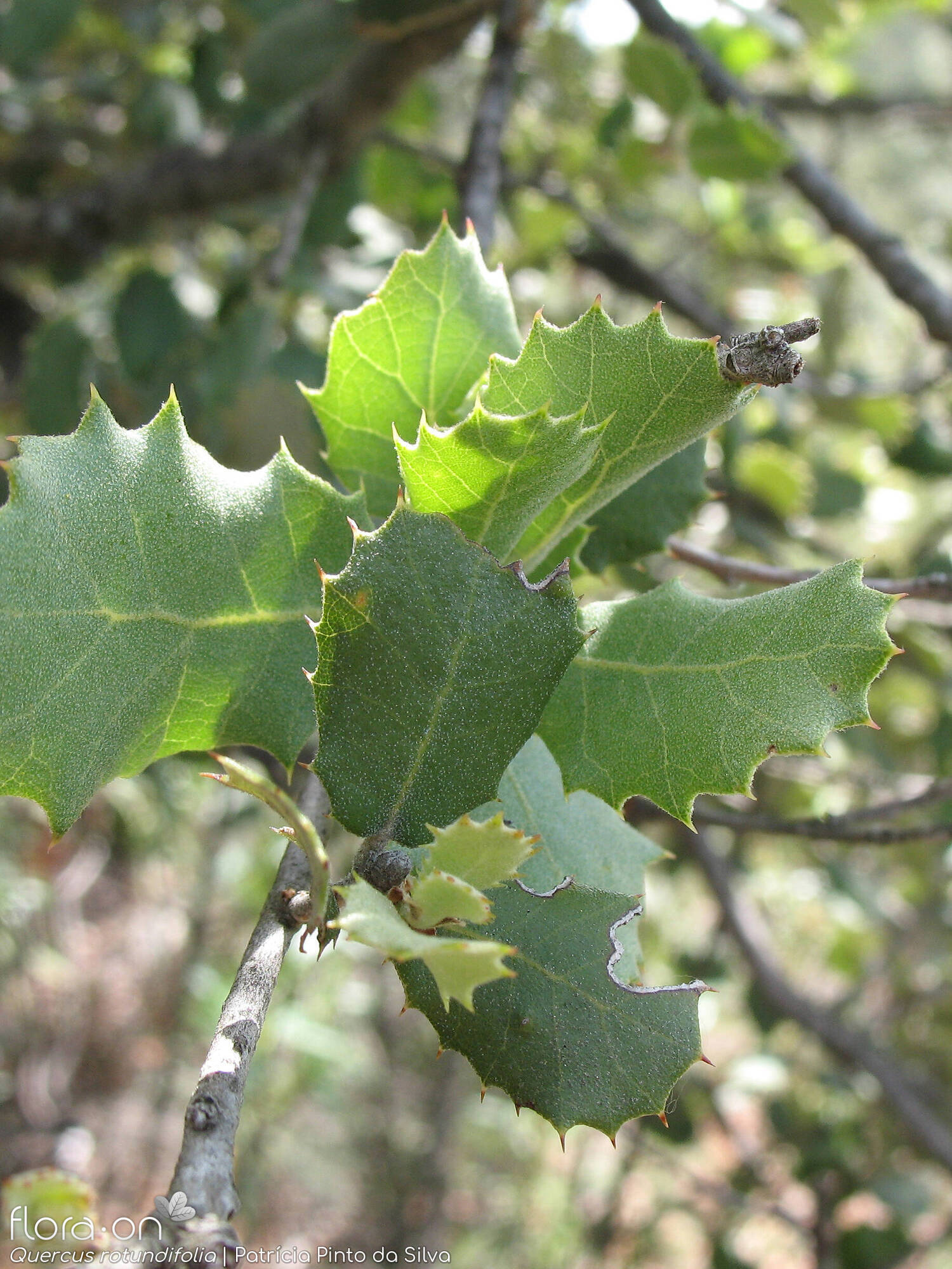 Quercus rotundifolia - Folha (geral) | Patrícia Pinto da Silva; CC BY-NC 4.0