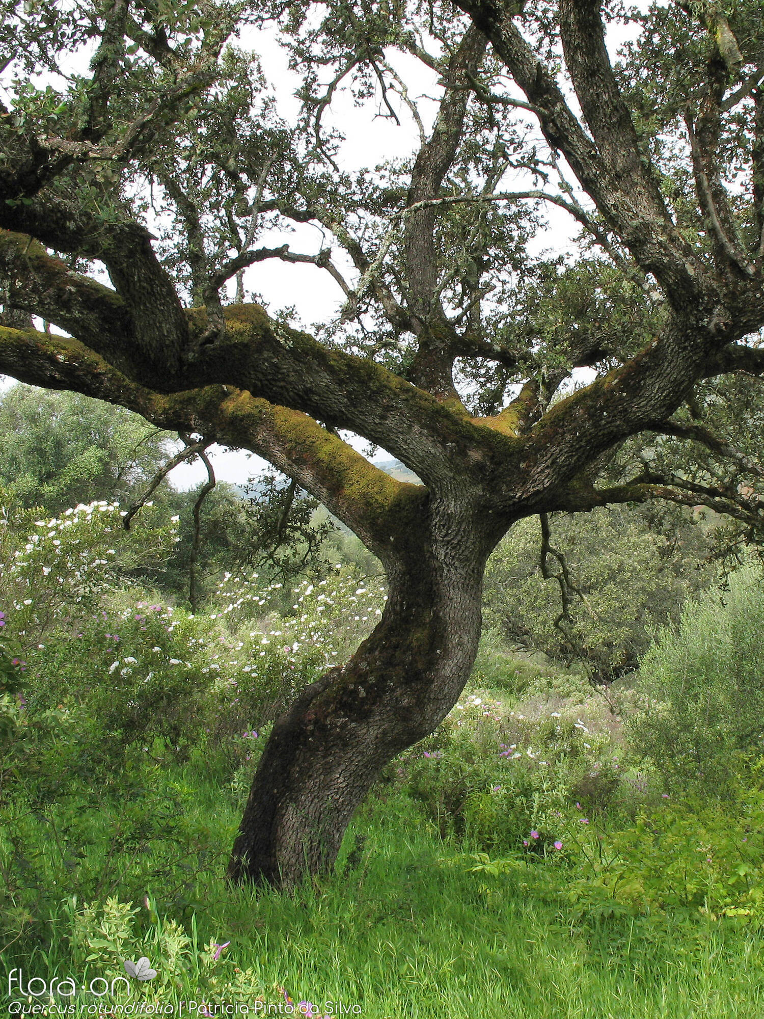 Quercus rotundifolia - Hábito | Patrícia Pinto da Silva; CC BY-NC 4.0