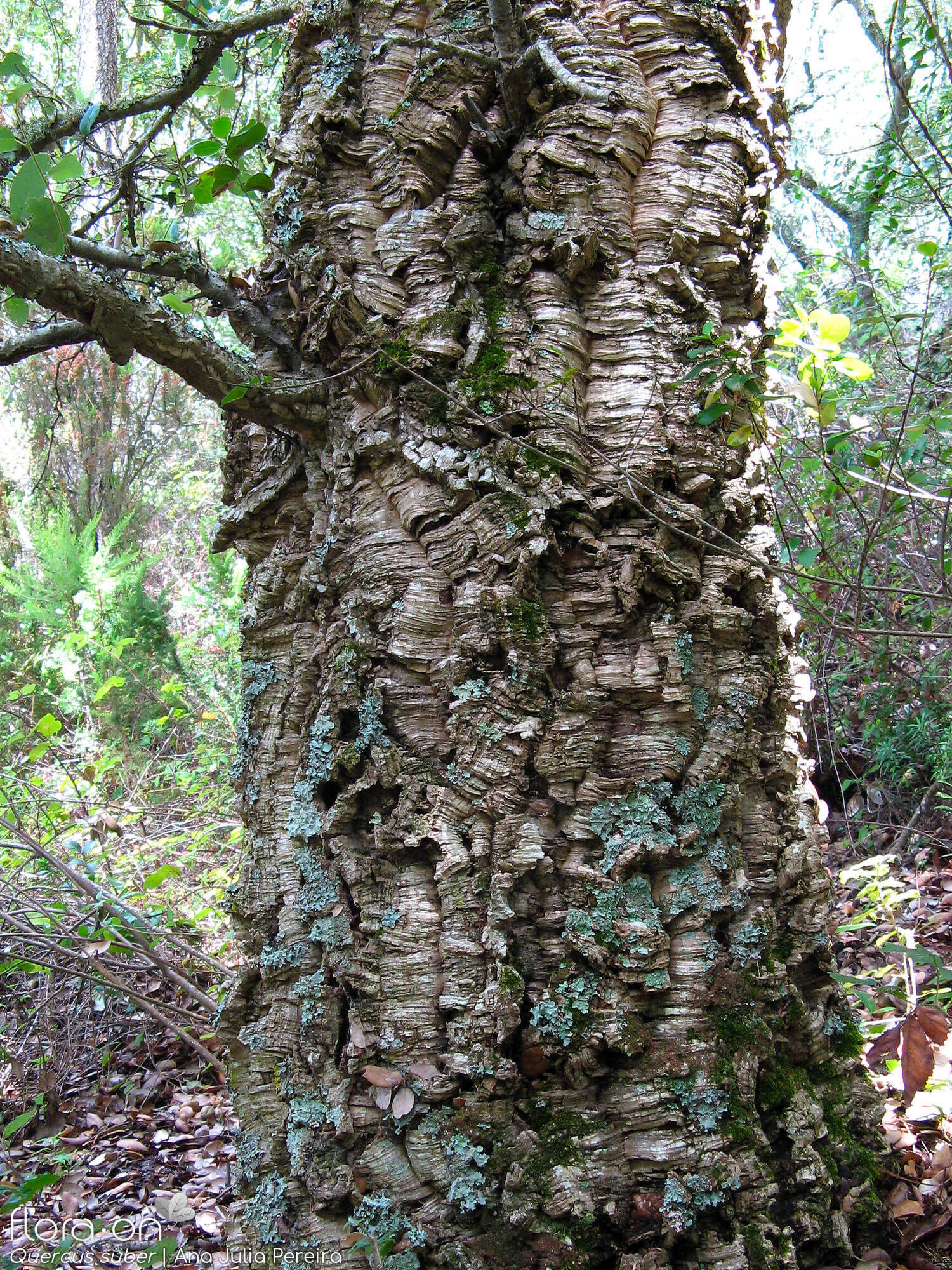 Quercus suber - Caule | Ana Júlia Pereira; CC BY-NC 4.0