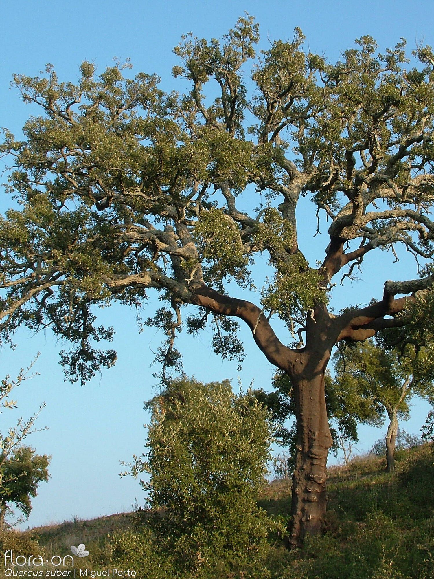 Quercus suber - Hábito | Miguel Porto; CC BY-NC 4.0