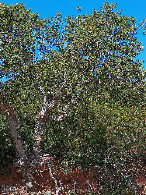 Quercus suber - Hábito | Joana Camejo; CC BY-NC 4.0