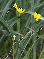 Ranunculus abnormis