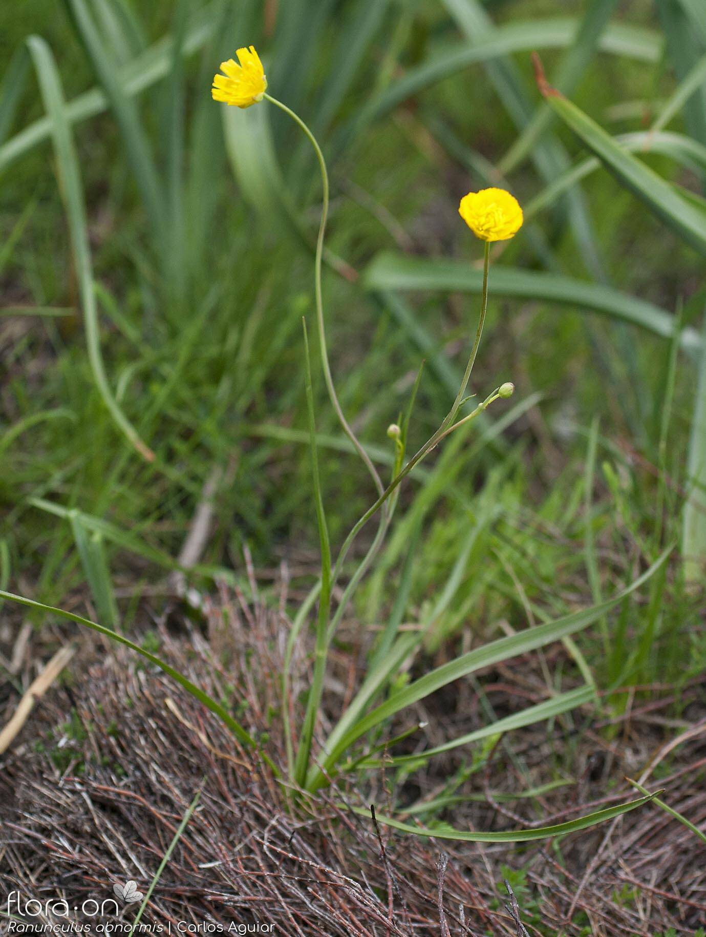 Ranunculus abnormis - Hábito | Carlos Aguiar; CC BY-NC 4.0