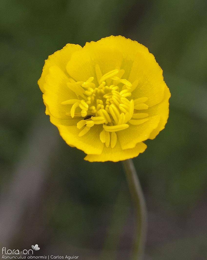 Ranunculus abnormis - Flor (close-up) | Carlos Aguiar; CC BY-NC 4.0