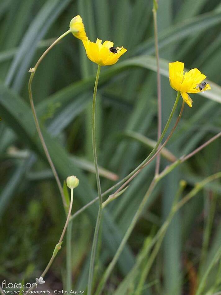 Ranunculus abnormis - Flor (geral) | Carlos Aguiar; CC BY-NC 4.0