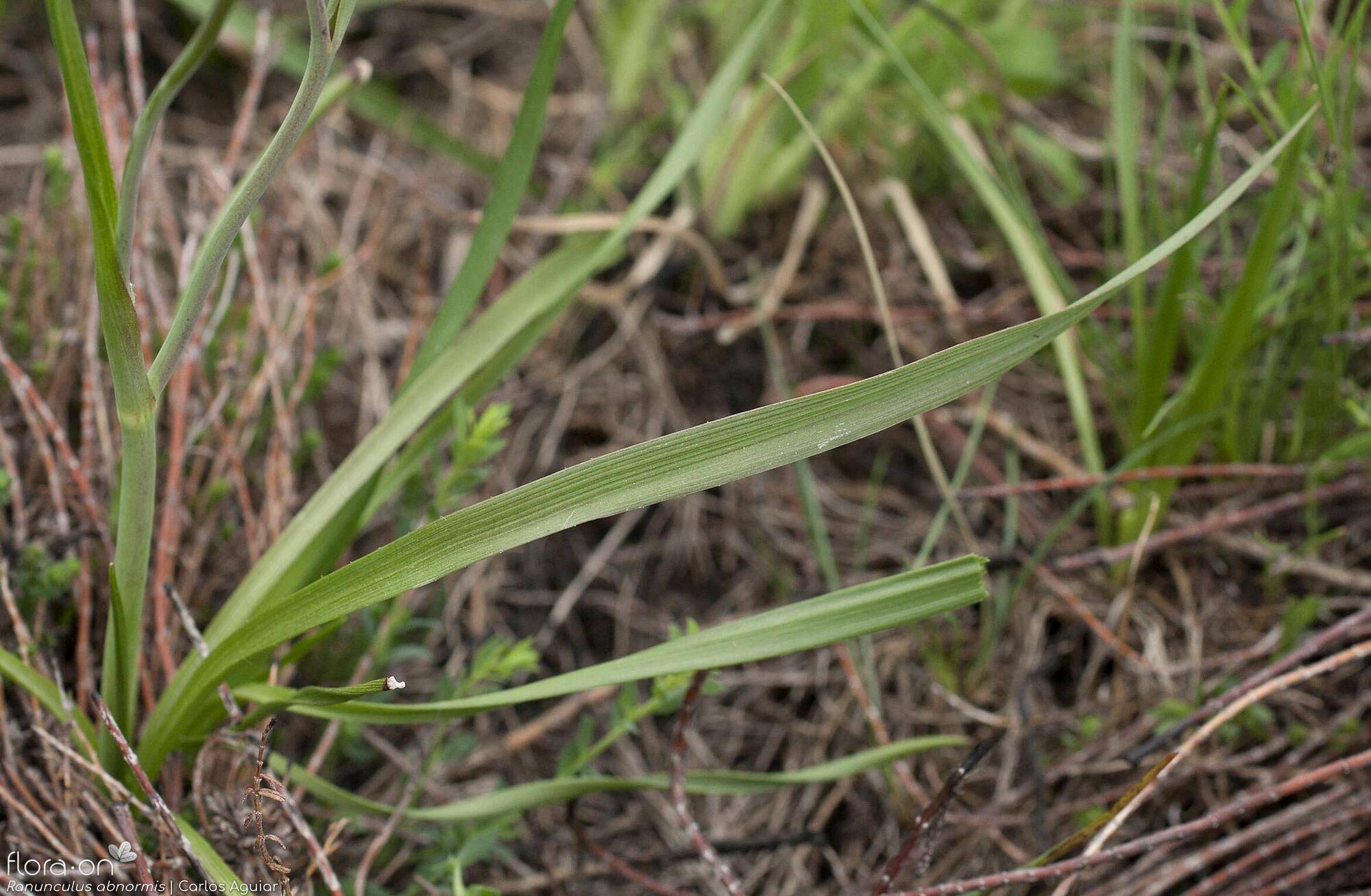 Ranunculus abnormis - Folha | Carlos Aguiar; CC BY-NC 4.0