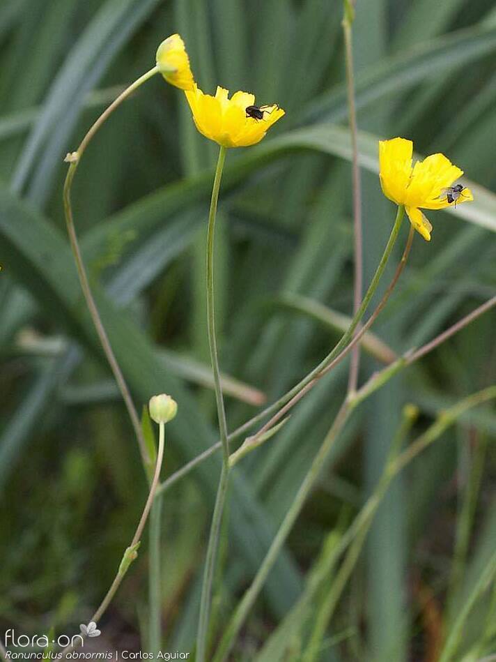 Ranunculus abnormis