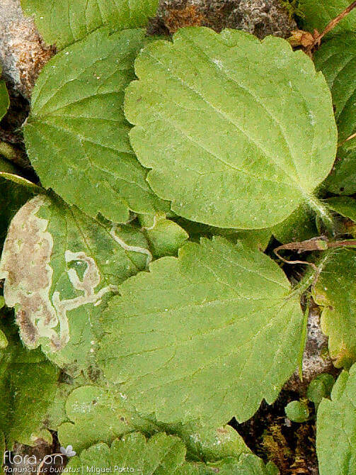 Ranunculus bullatus - Folha | Miguel Porto; CC BY-NC 4.0