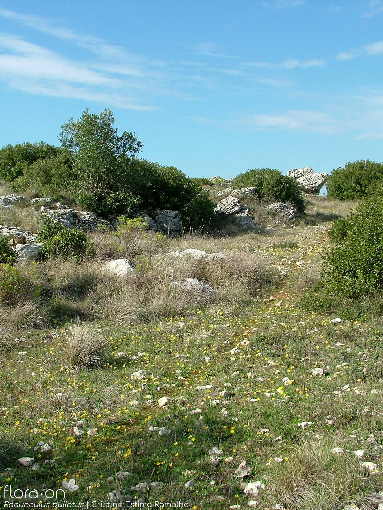 Ranunculus bullatus - Habitat | Cristina Estima Ramalho; CC BY-NC 4.0
