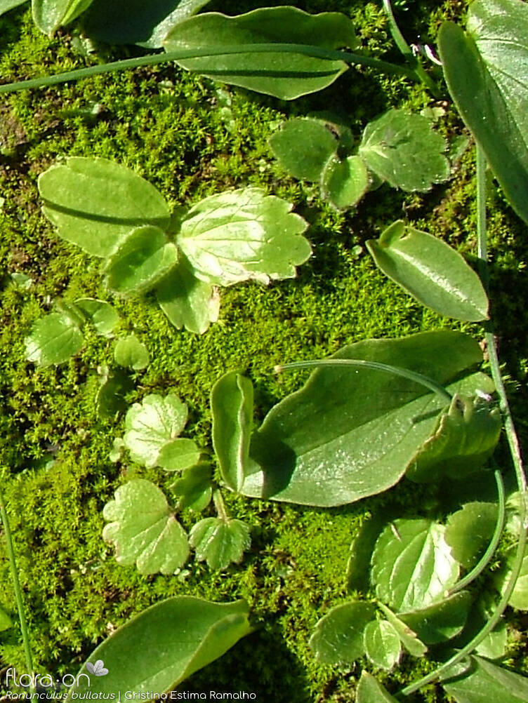 Ranunculus bullatus - Hábito | Cristina Estima Ramalho; CC BY-NC 4.0