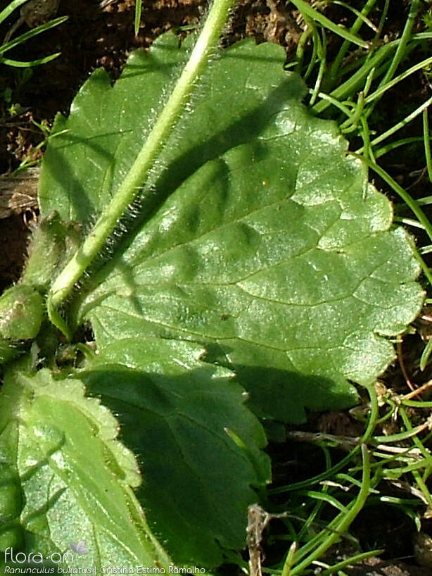Ranunculus bullatus - Folha | Cristina Estima Ramalho; CC BY-NC 4.0