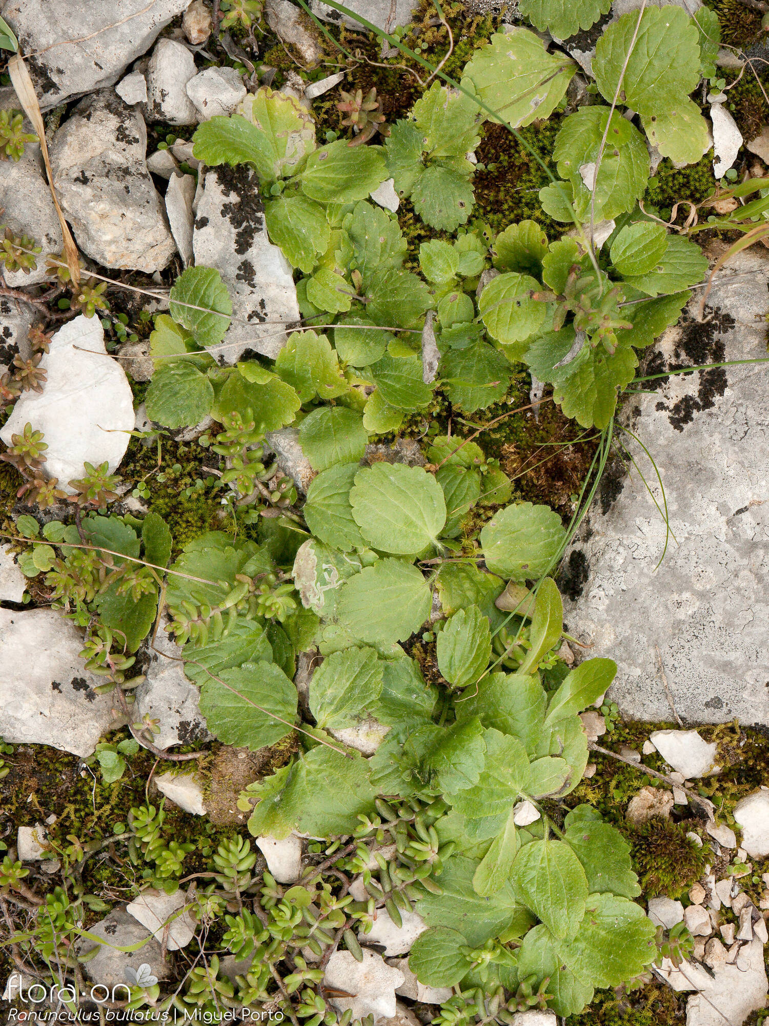 Ranunculus bullatus - Hábito | Miguel Porto; CC BY-NC 4.0