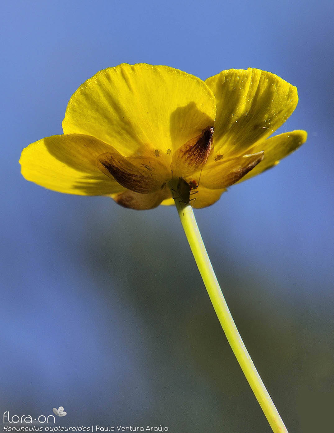 Ranunculus bupleuroides - Flor (close-up) | Paulo Ventura Araújo; CC BY-NC 4.0