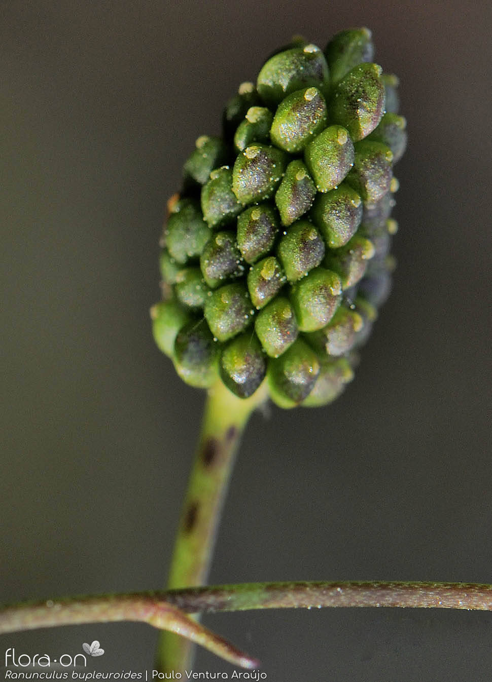 Ranunculus bupleuroides - Fruto | Paulo Ventura Araújo; CC BY-NC 4.0
