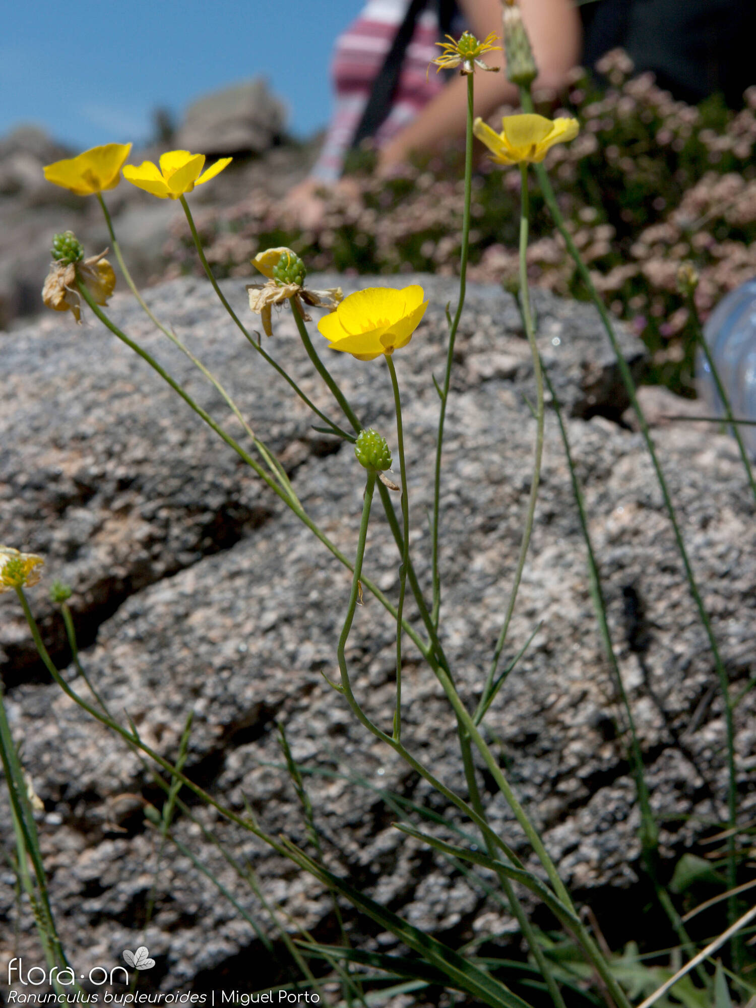 Ranunculus bupleuroides - Flor (geral) | Miguel Porto; CC BY-NC 4.0