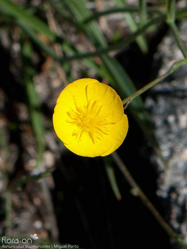 Ranunculus bupleuroides - Flor (close-up) | Miguel Porto; CC BY-NC 4.0
