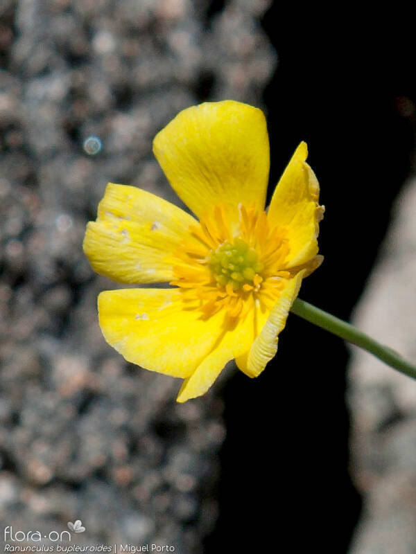 Ranunculus bupleuroides - Flor (close-up) | Miguel Porto; CC BY-NC 4.0