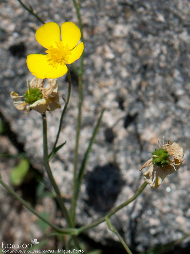 Ranunculus bupleuroides - Flor (geral) | Miguel Porto; CC BY-NC 4.0
