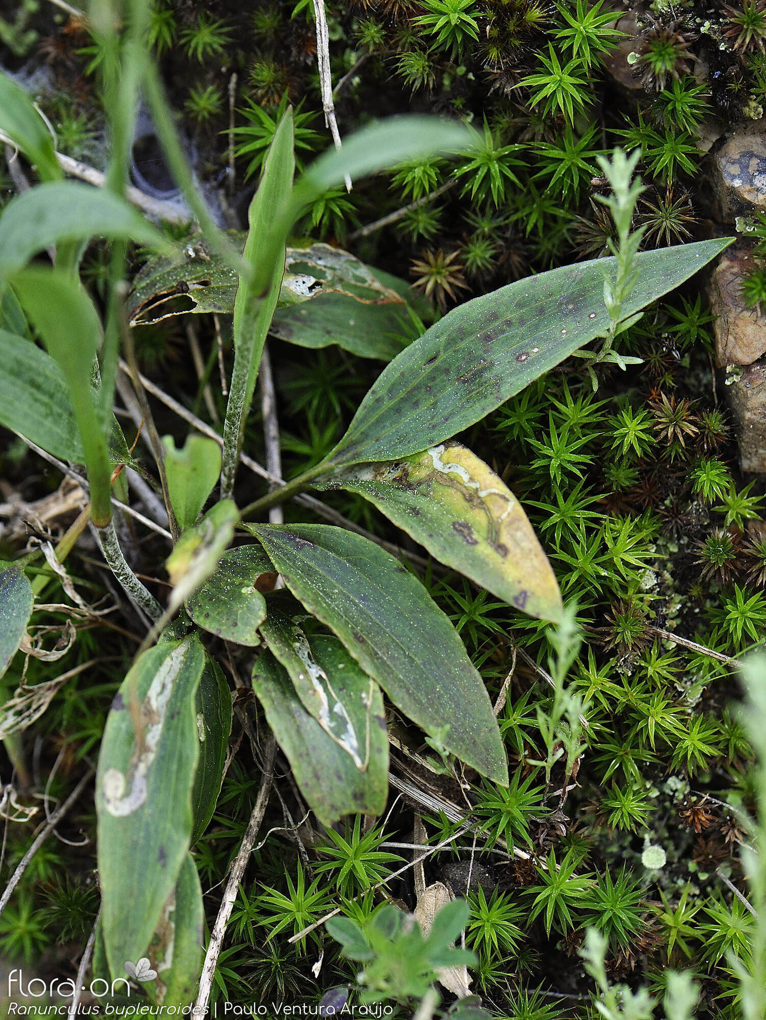 Ranunculus bupleuroides - Folha (geral) | Paulo Ventura Araújo; CC BY-NC 4.0
