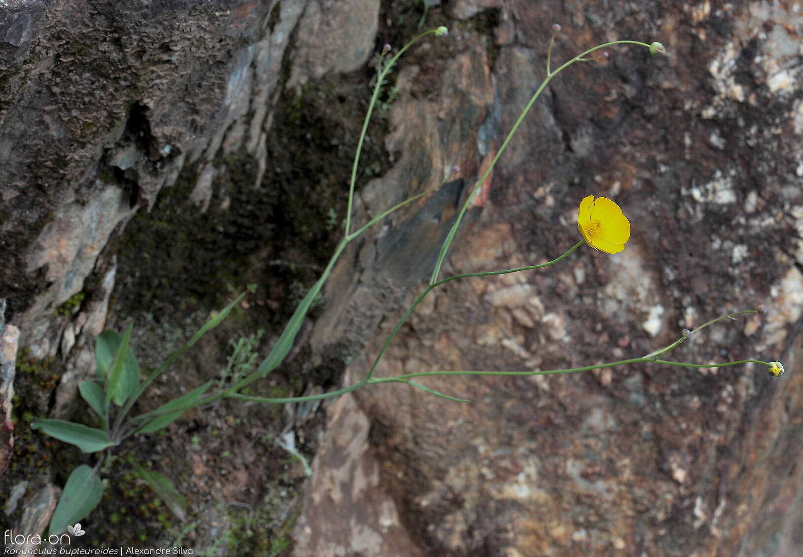 Ranunculus bupleuroides - Hábito | Alexandre Silva; CC BY-NC 4.0