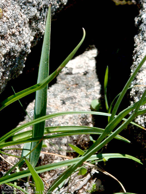 Ranunculus bupleuroides - Folha | Miguel Porto; CC BY-NC 4.0