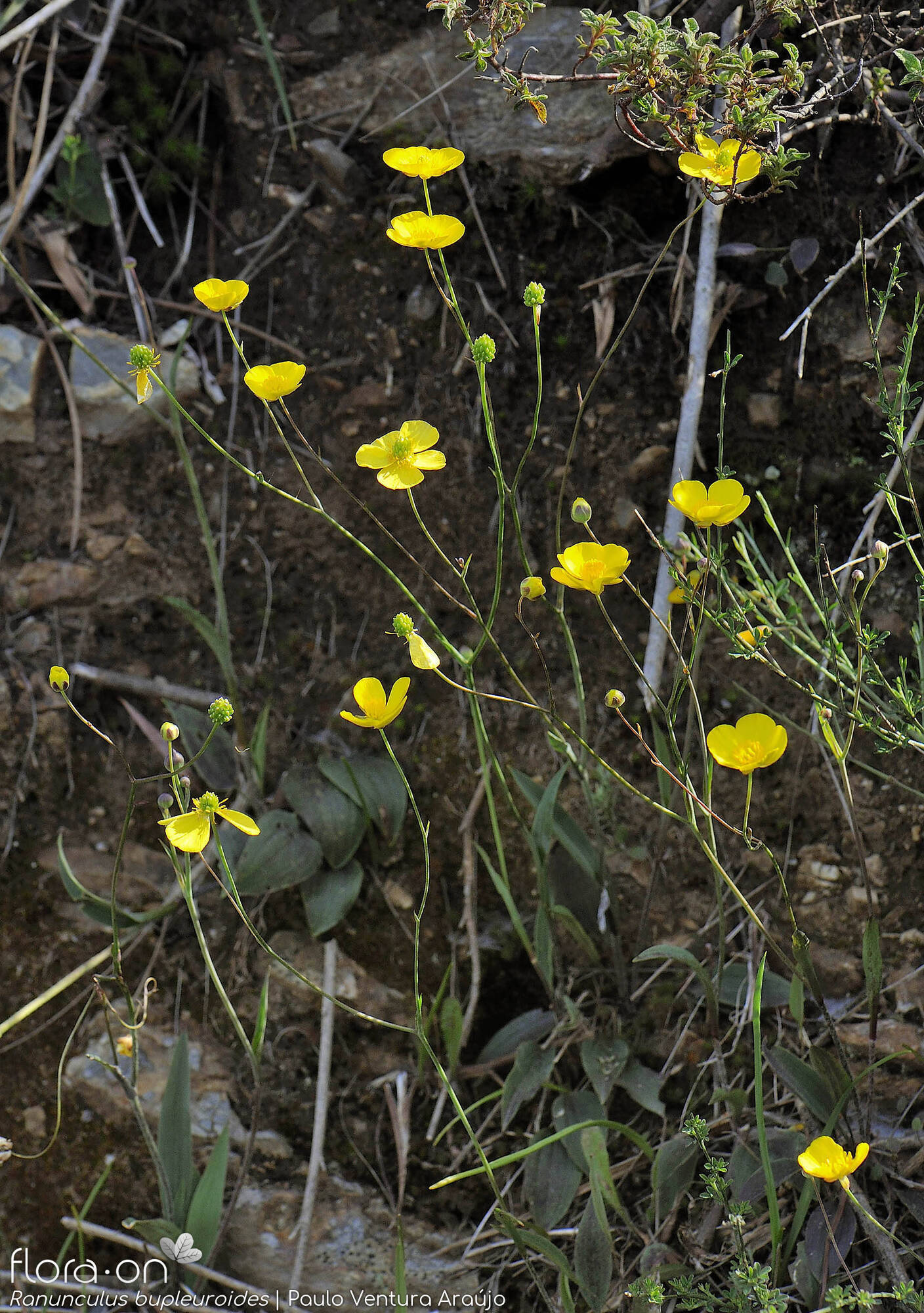 Ranunculus bupleuroides - Hábito | Paulo Ventura Araújo; CC BY-NC 4.0