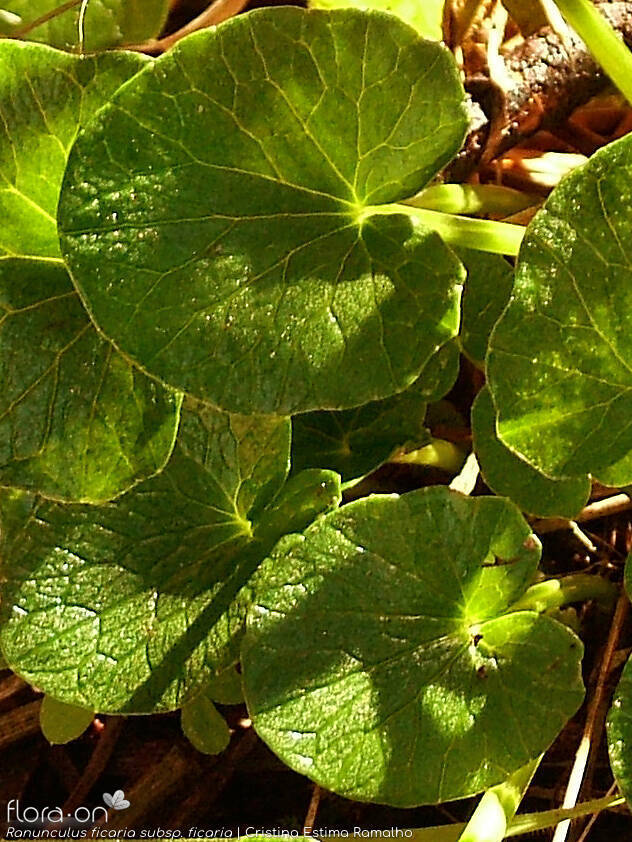 Ranunculus ficaria ficaria - Folha | Cristina Estima Ramalho; CC BY-NC 4.0