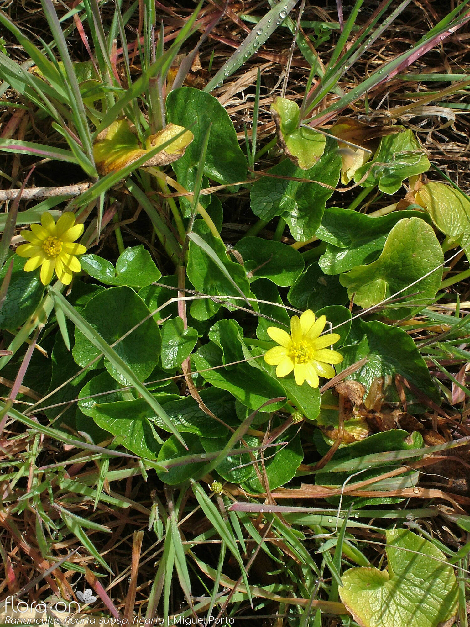 Ranunculus ficaria ficaria - Hábito | Miguel Porto; CC BY-NC 4.0