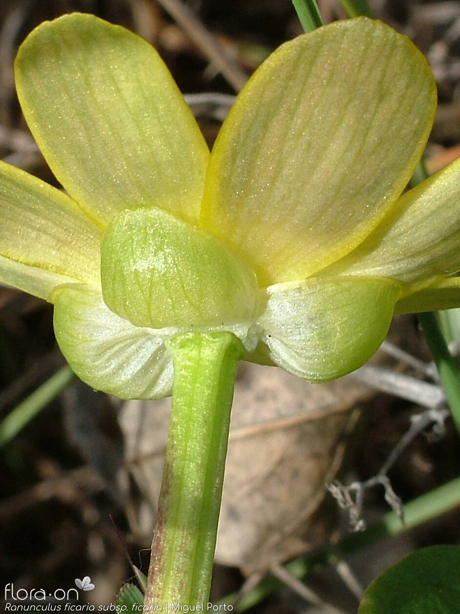 Ranunculus ficaria ficaria - Cálice | Miguel Porto; CC BY-NC 4.0