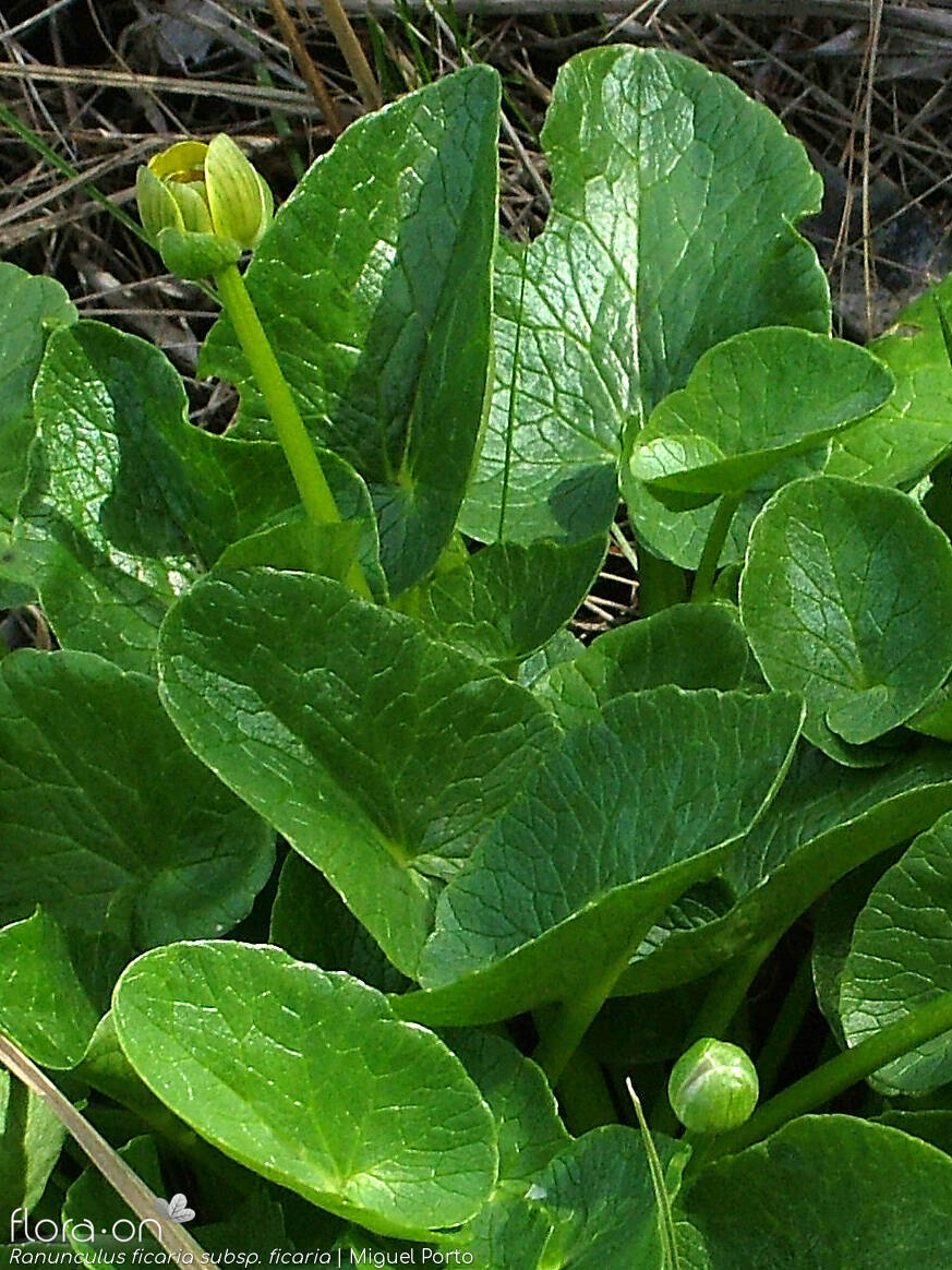 Ranunculus ficaria ficaria - Folha | Miguel Porto; CC BY-NC 4.0