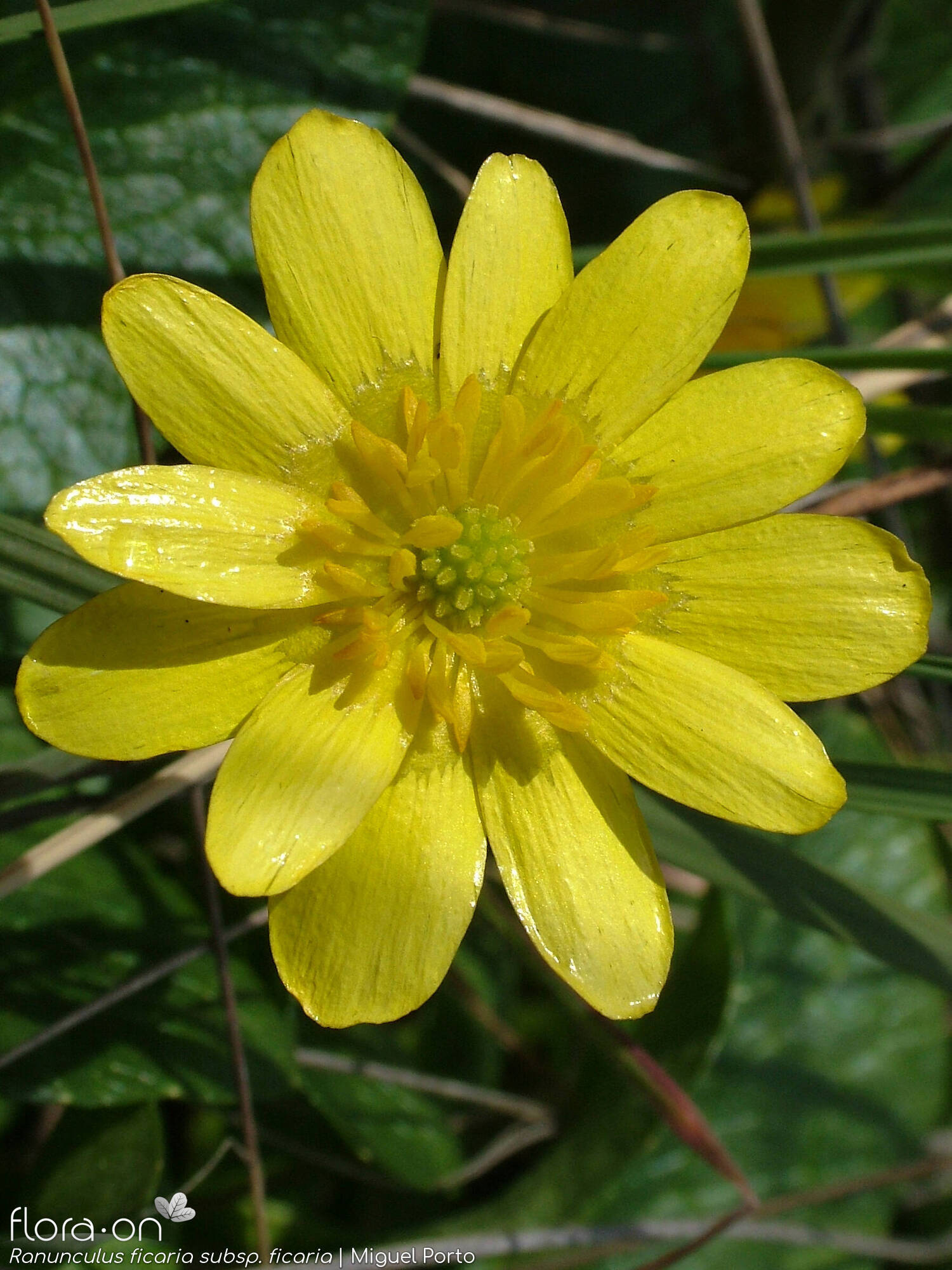 Ranunculus ficaria ficaria - Flor (close-up) | Miguel Porto; CC BY-NC 4.0