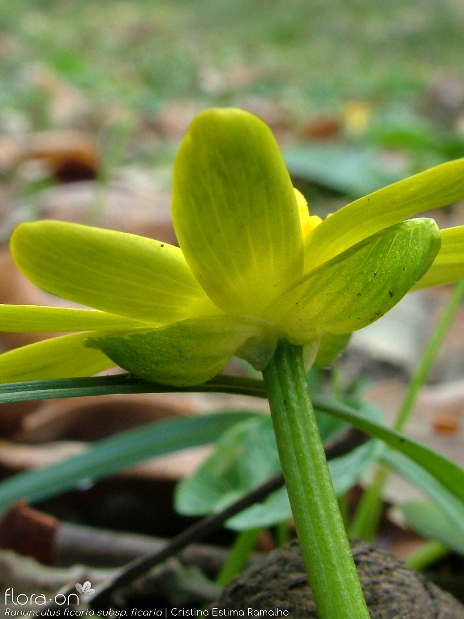 Ranunculus ficaria ficaria - Flor (close-up) | Cristina Estima Ramalho; CC BY-NC 4.0