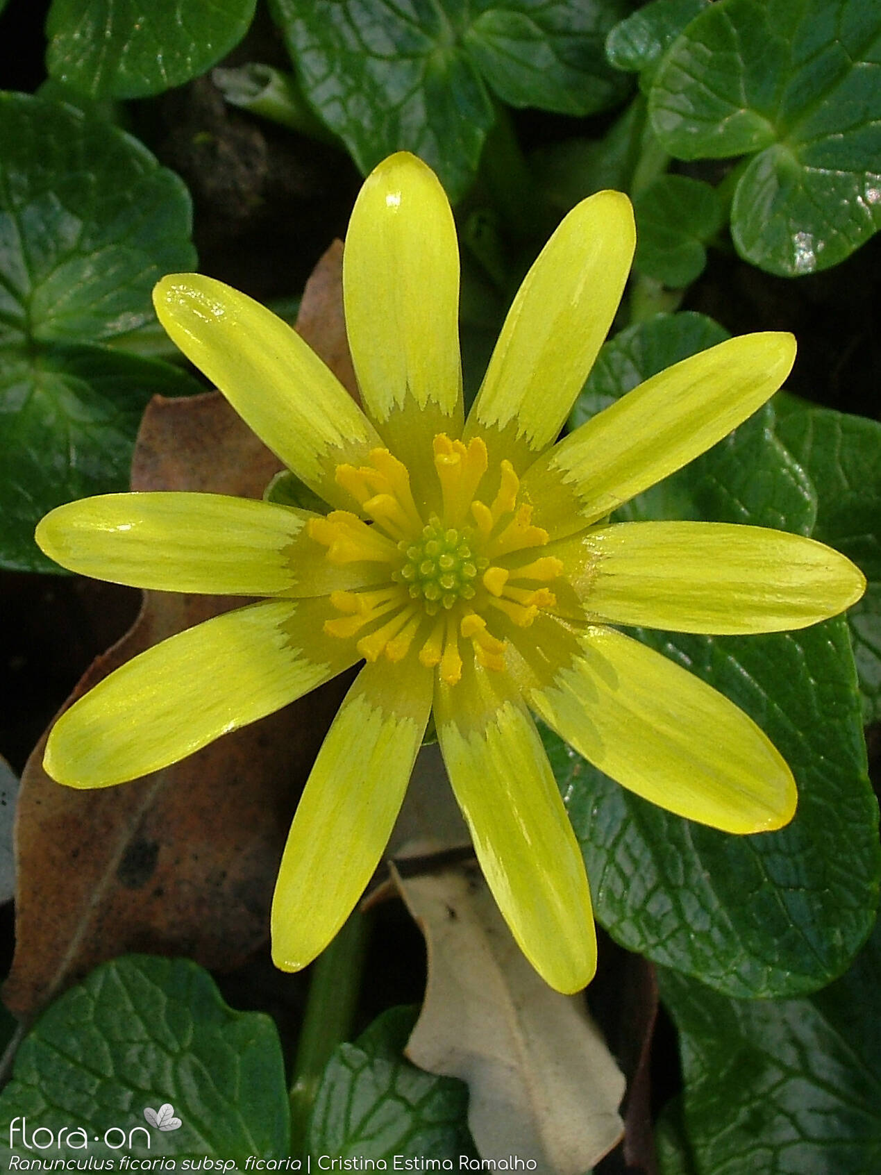 Ranunculus ficaria ficaria - Flor (close-up) | Cristina Estima Ramalho; CC BY-NC 4.0