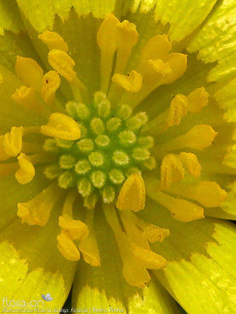 Ranunculus ficaria ficaria - Estruturas reprodutoras | Pedro Pinho; CC BY-NC 4.0