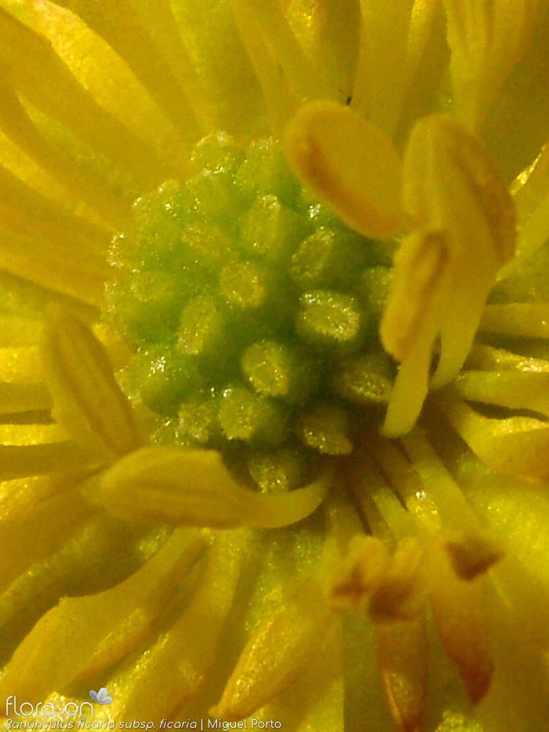 Ranunculus ficaria ficaria - Flor (close-up) | Miguel Porto; CC BY-NC 4.0