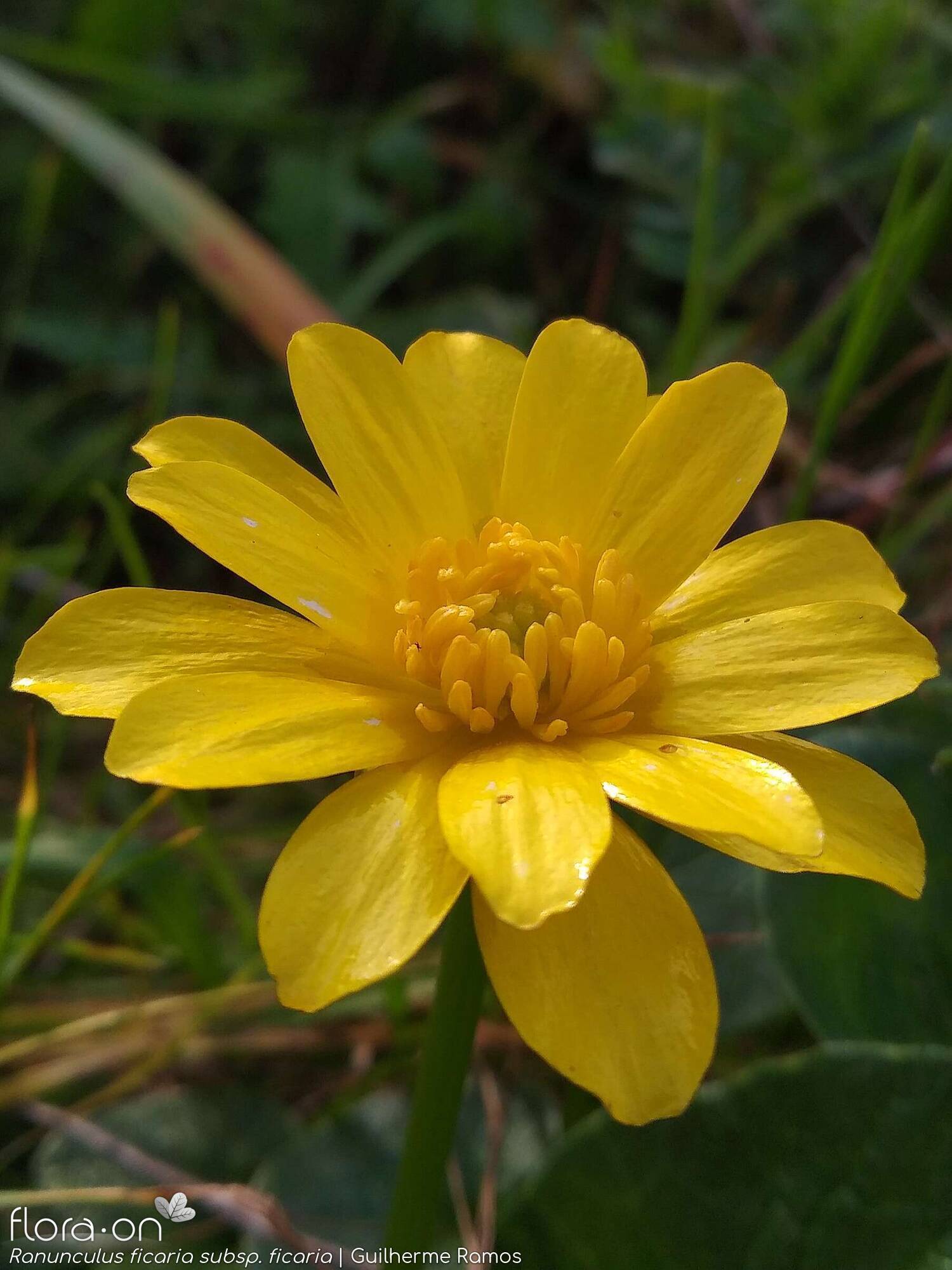Ranunculus ficaria ficaria - Flor (close-up) | Guilherme Ramos; CC BY-NC 4.0