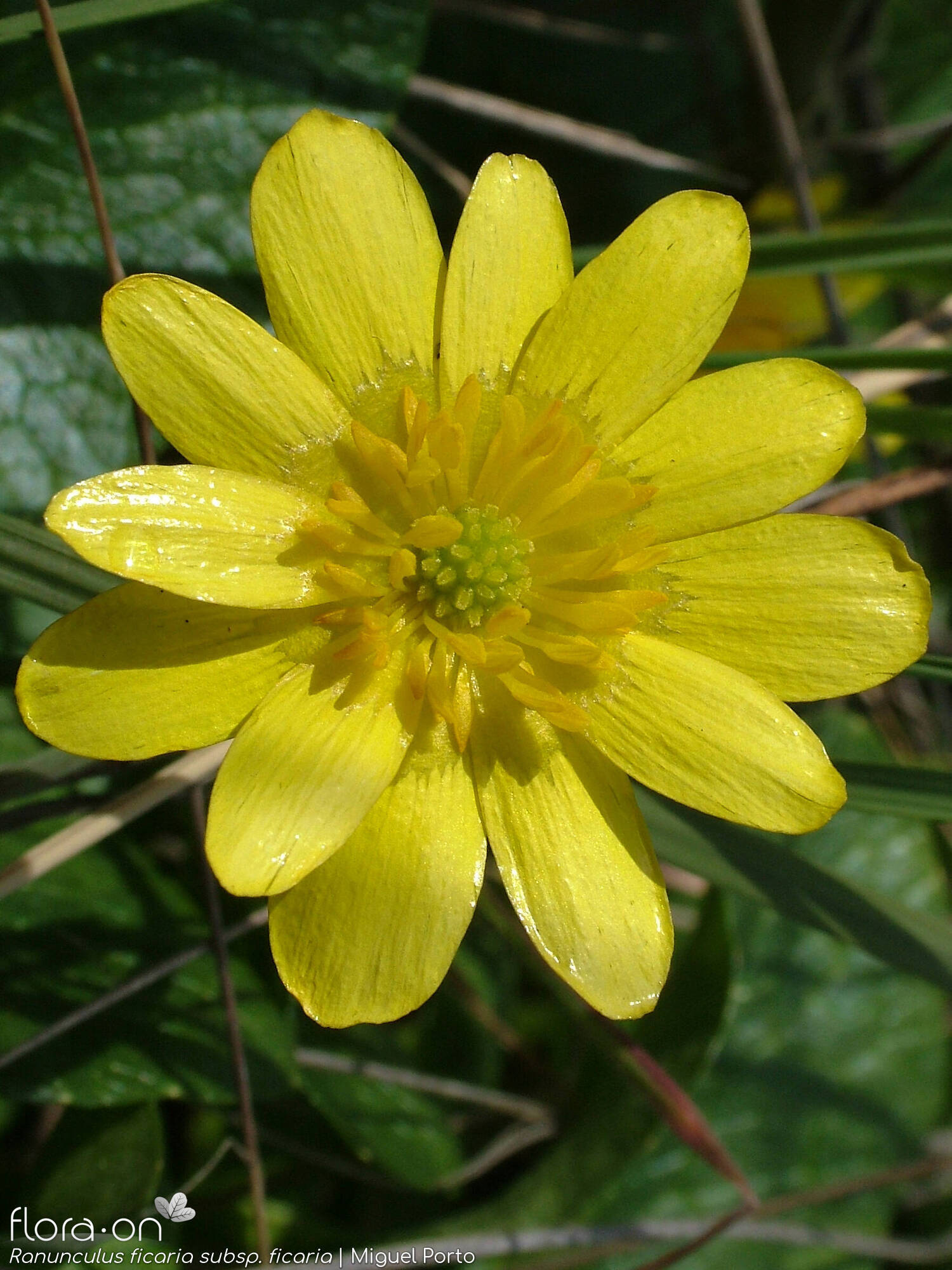 Ranunculus ficaria