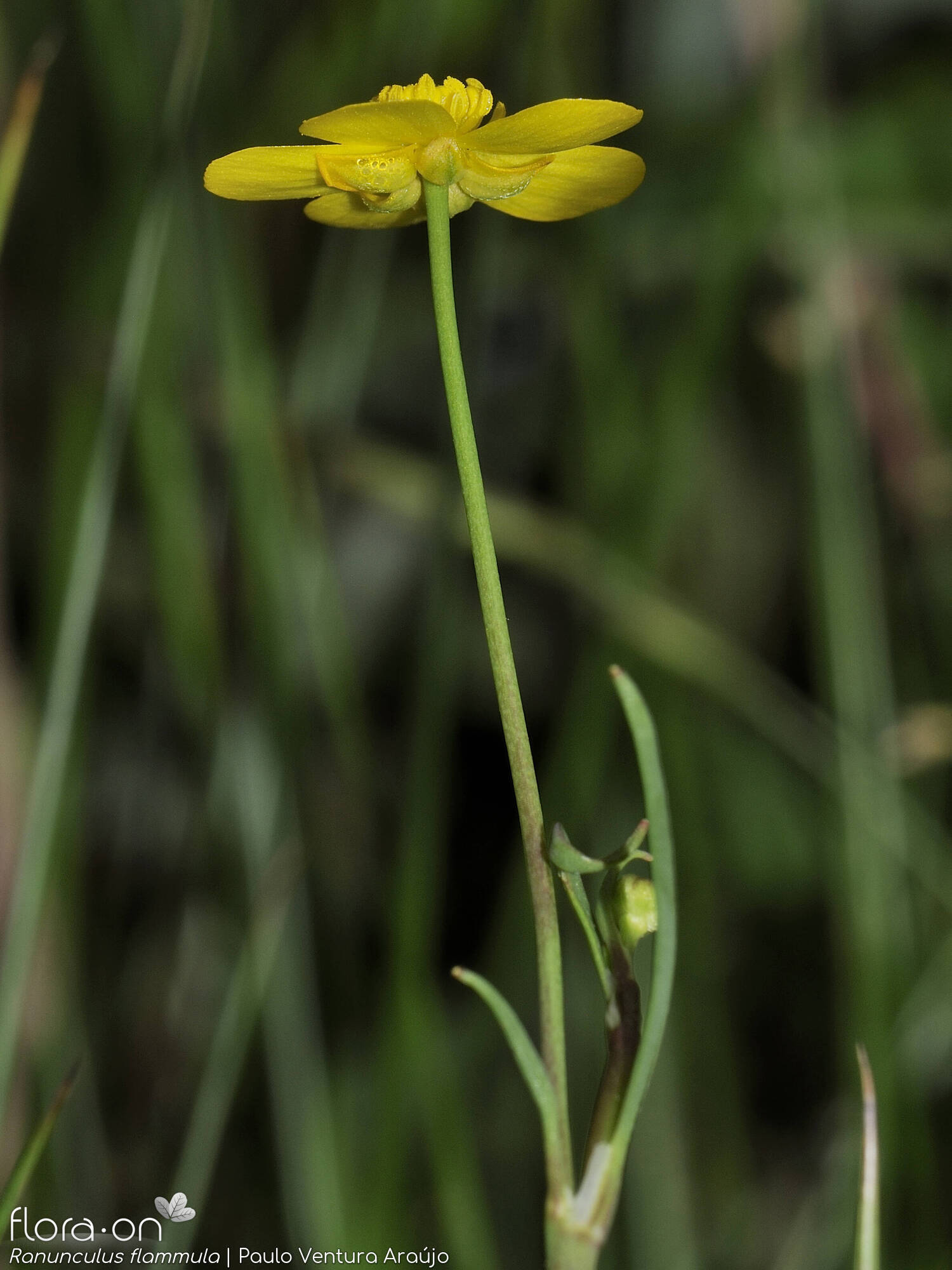 Ranunculus flammula