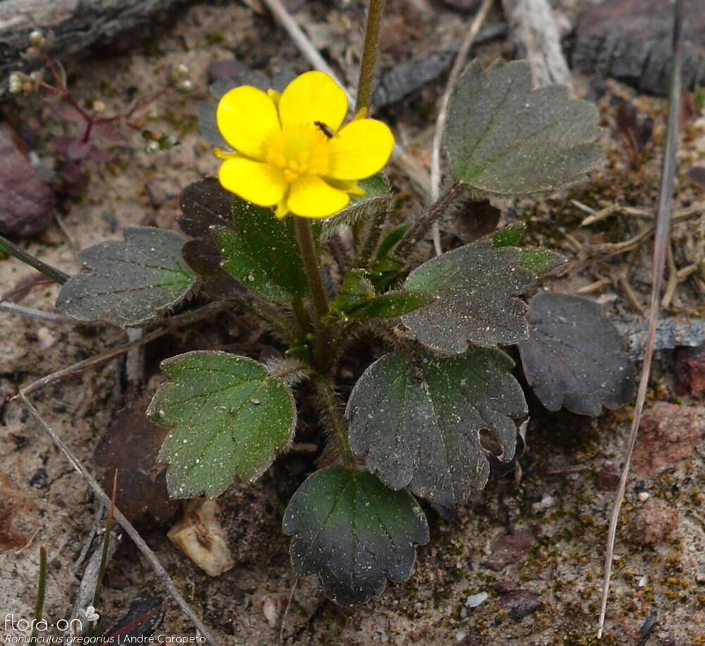 Ranunculus gregarius