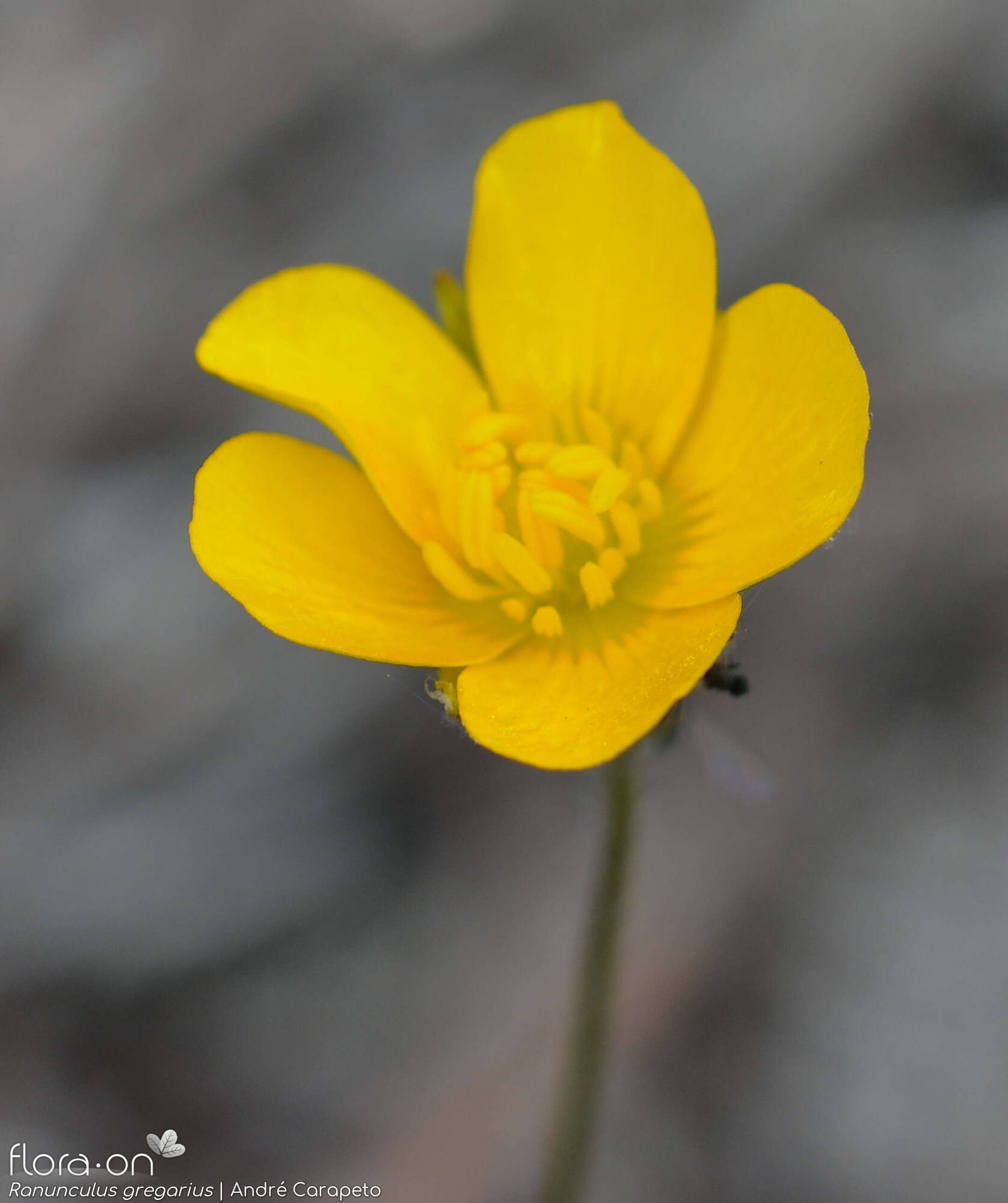 Ranunculus gregarius - Flor (close-up) | André Carapeto; CC BY-NC 4.0