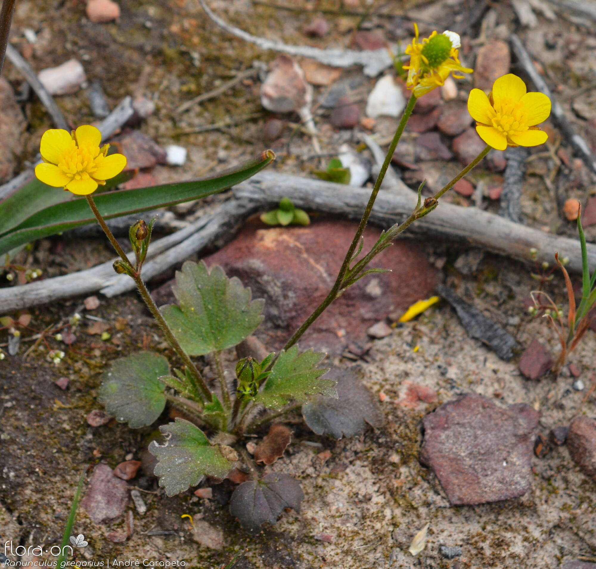 Ranunculus gregarius - Hábito | André Carapeto; CC BY-NC 4.0