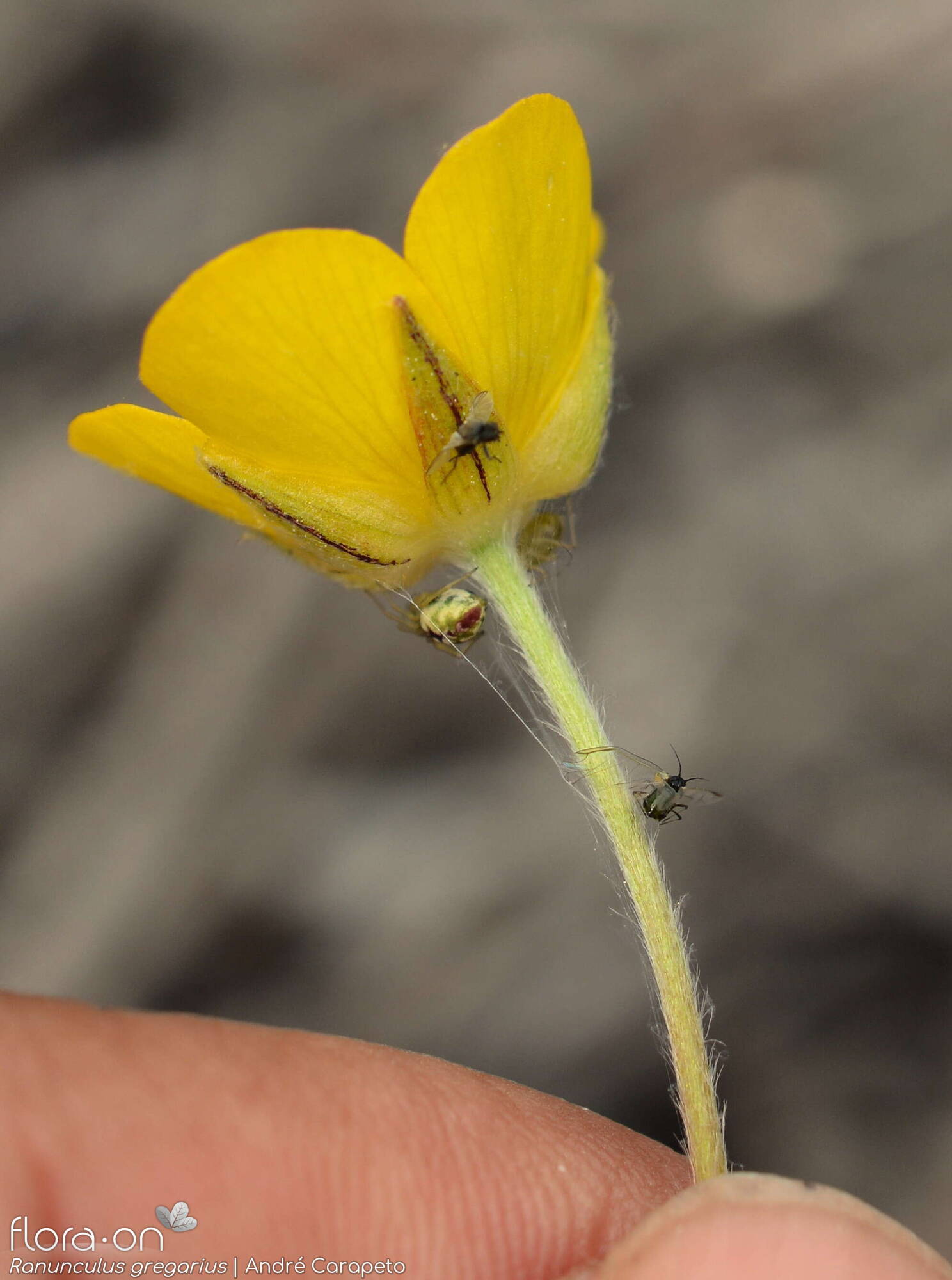 Ranunculus gregarius - Cálice | André Carapeto; CC BY-NC 4.0