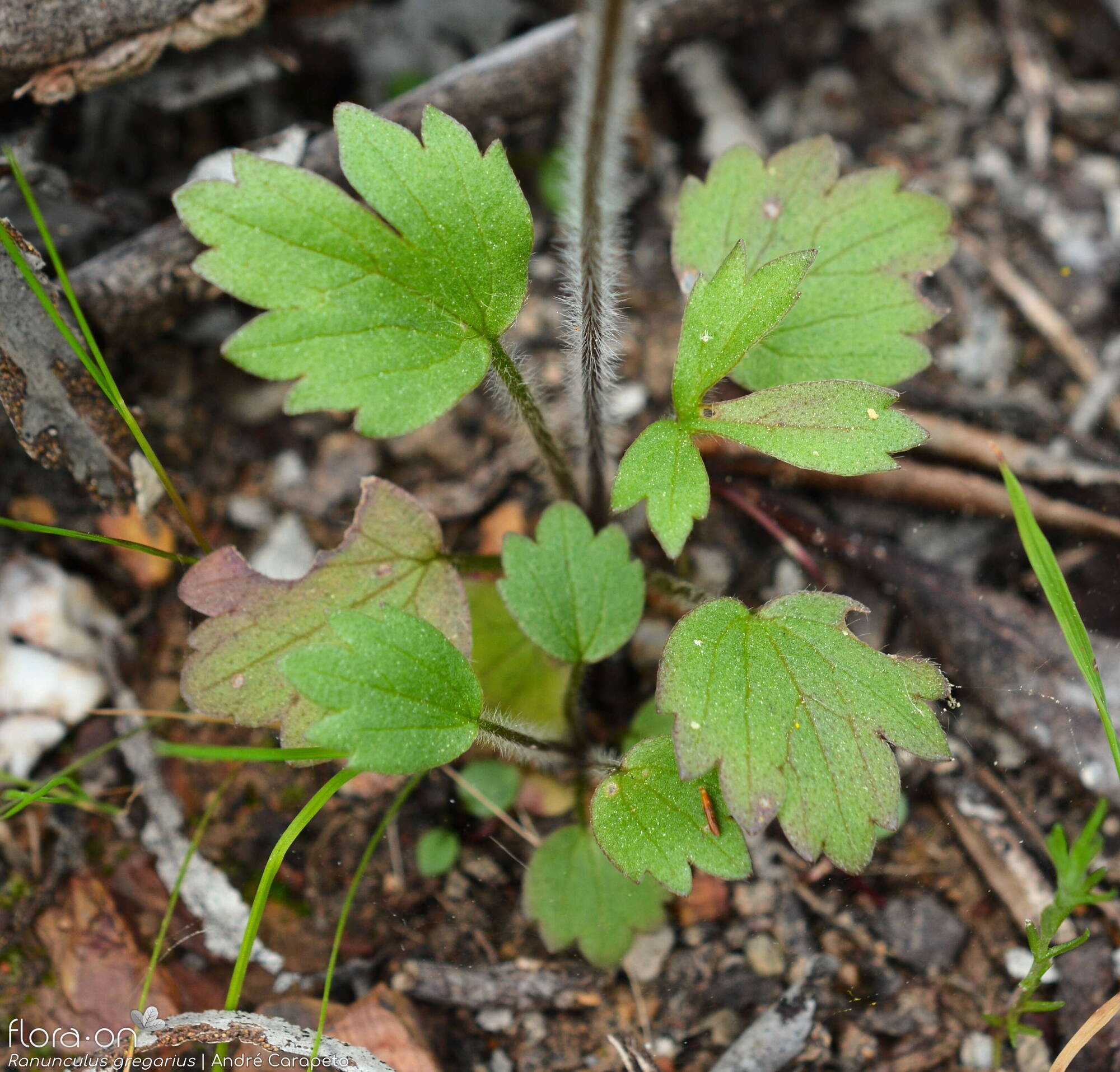 Ranunculus gregarius - Folha | André Carapeto; CC BY-NC 4.0