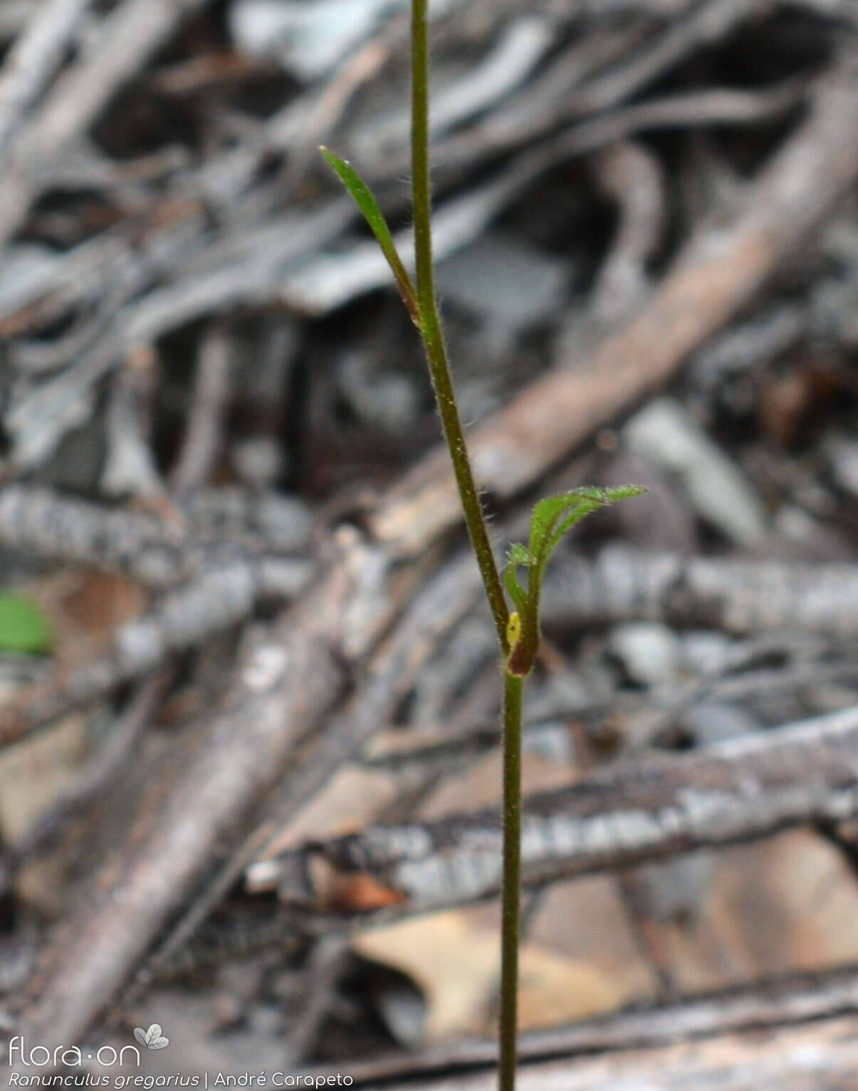 Ranunculus gregarius - Caule | André Carapeto; CC BY-NC 4.0