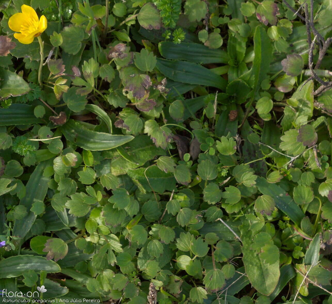 Ranunculus gregarius - Folha (geral) | Ana Júlia Pereira; CC BY-NC 4.0