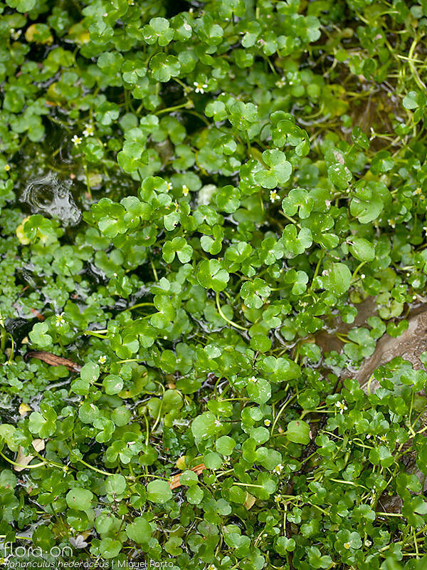 Ranunculus hederaceus - Hábito | Miguel Porto; CC BY-NC 4.0