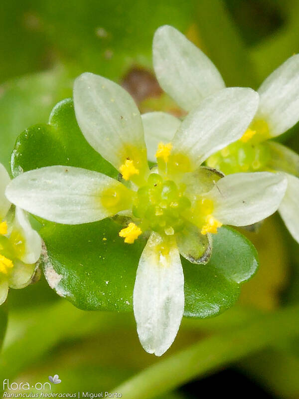 Ranunculus hederaceus - Flor (close-up) | Miguel Porto; CC BY-NC 4.0