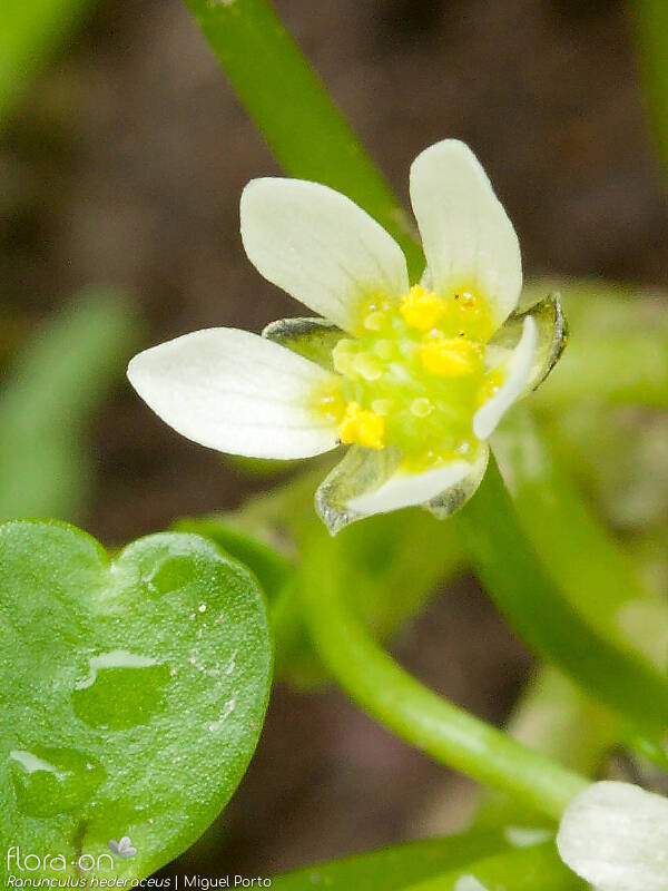 Ranunculus hederaceus - Flor (close-up) | Miguel Porto; CC BY-NC 4.0