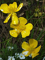 Ranunculus henriquesii