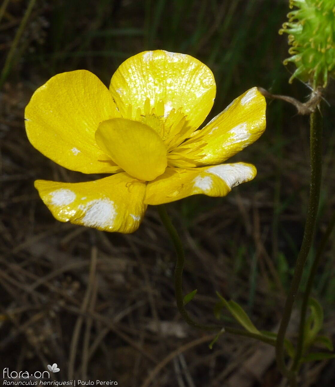 Ranunculus henriquesii - Flor (close-up) | Paulo Pereira; CC BY-NC 4.0